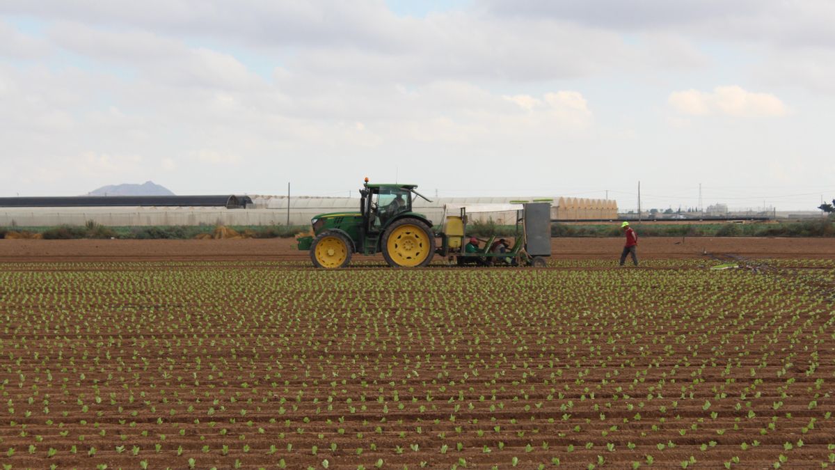 Las formas de sembrar lechuga son diversas. En esta finca, de pequeña extensión, cuatro marroquíes a remolque van dejando las semillas en la tierra, otro conduce el tractor y un sexto supervisa desde fuera.