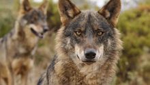 Ejemplares del lobo ibérico / Ana Retamero EA.
