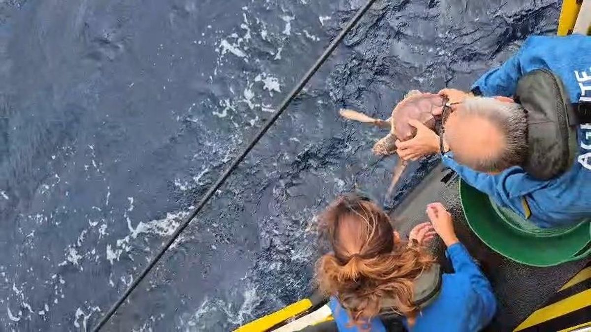 El Bioparc Acuario de Gijón devuelve dos tortugas bobas al mar Cantábrico tras curar sus heridas