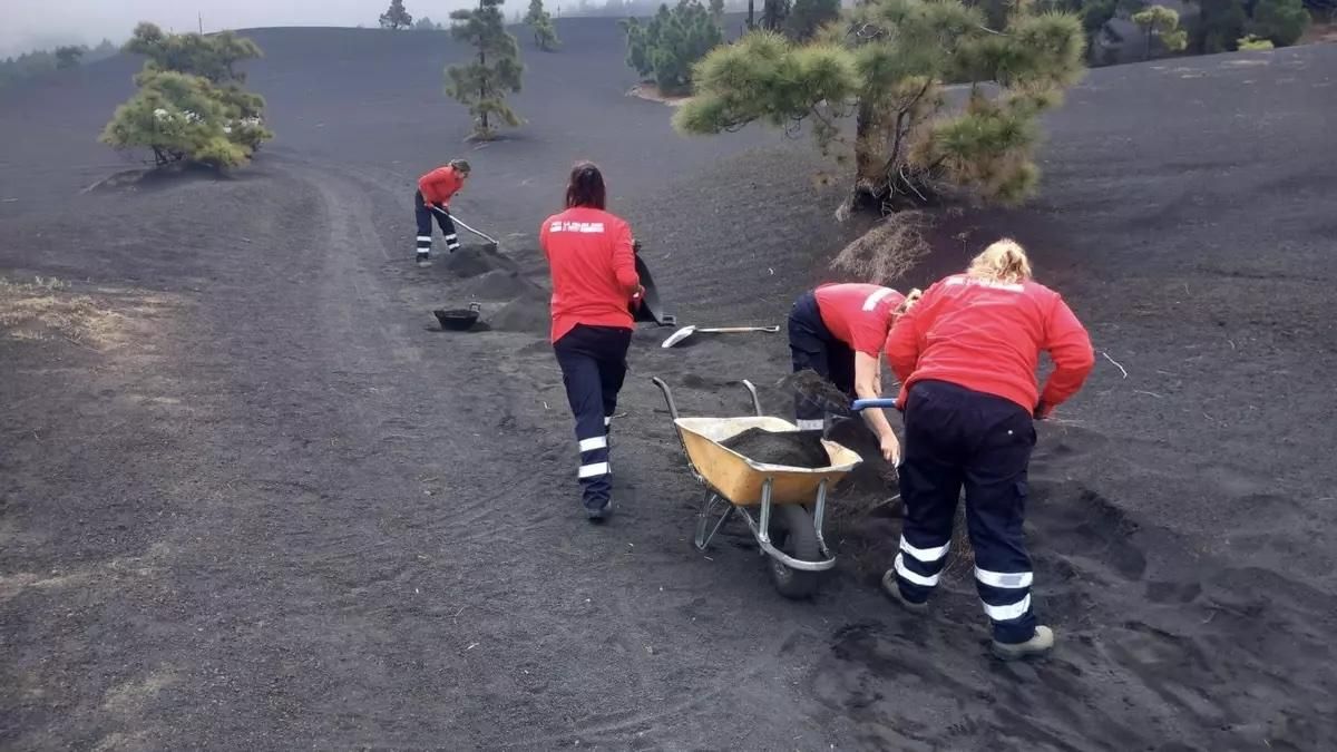 El Cabildo refuerza el empleo como "motor de arraigo, economía y futuro para La Palma"