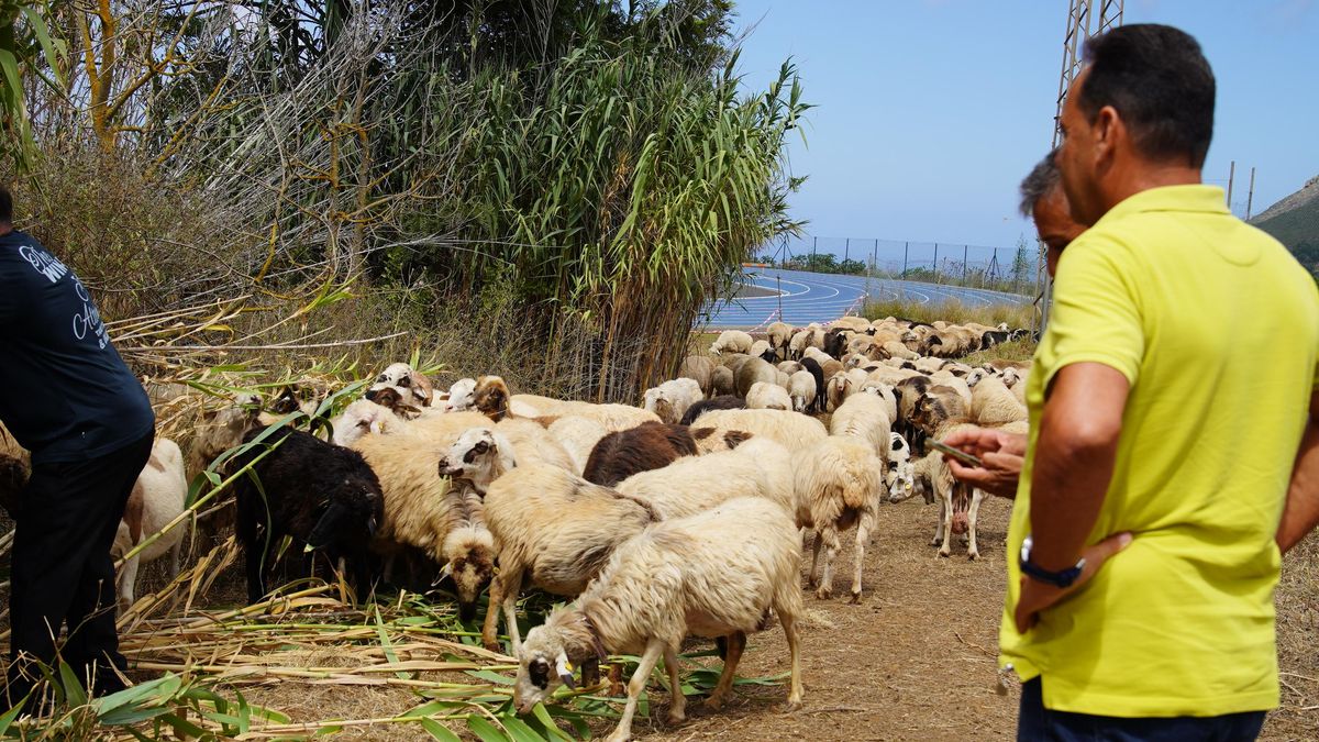 Las 'ovejas bombero' se despliegan en Anaga para prevenir incendios forestales