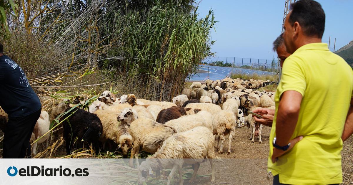 Innovative Grazing Project Combats Wildfires and Promotes Ecological Conservation in Tegueste
