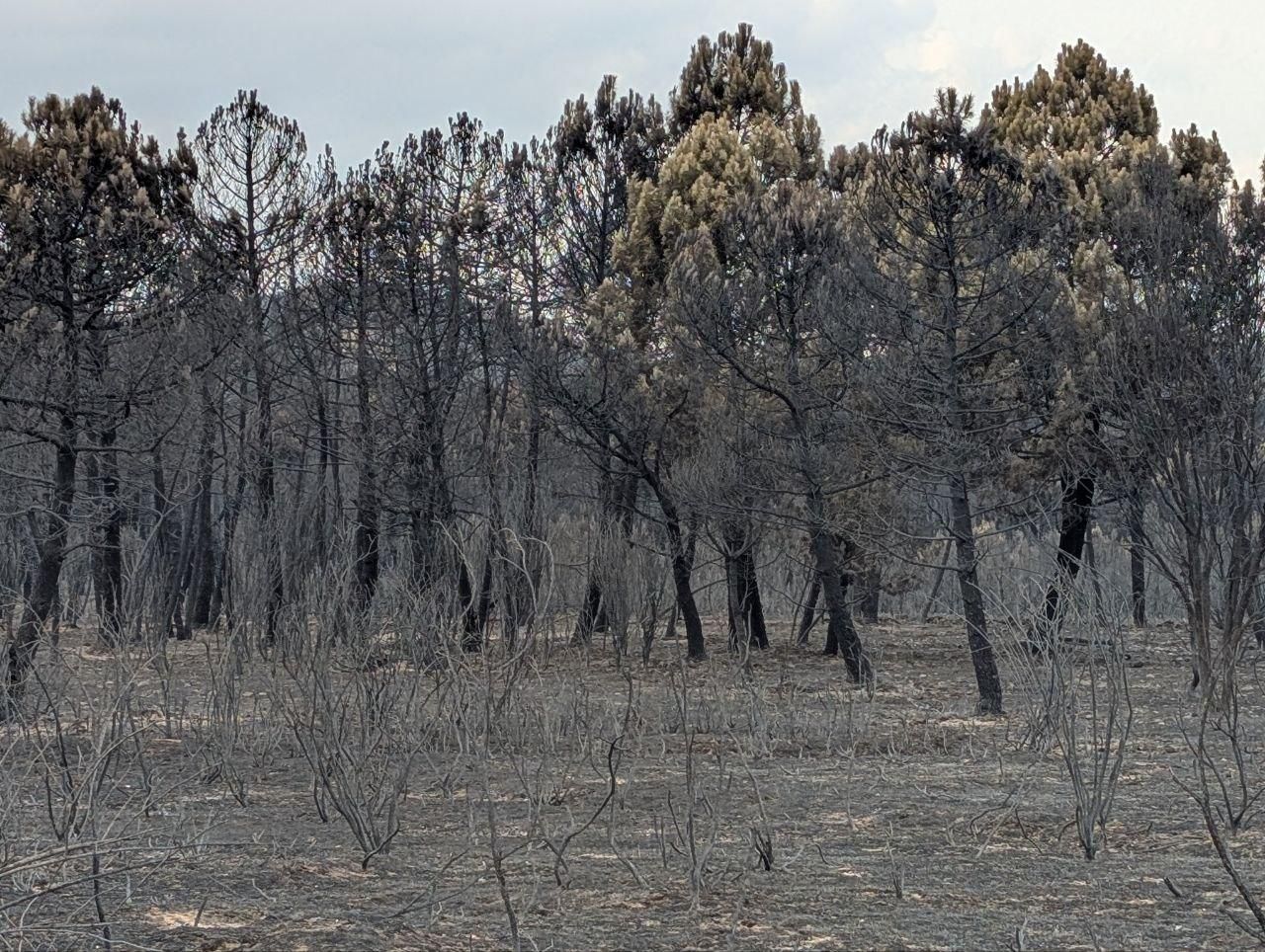 Pinares quemados en La Valduerna