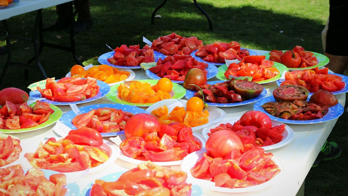 Cata de tomates organizada en la Feria del Tomate de Piñel de Abajo.