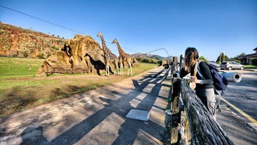 Recinto de las jirafas de Cabárceno