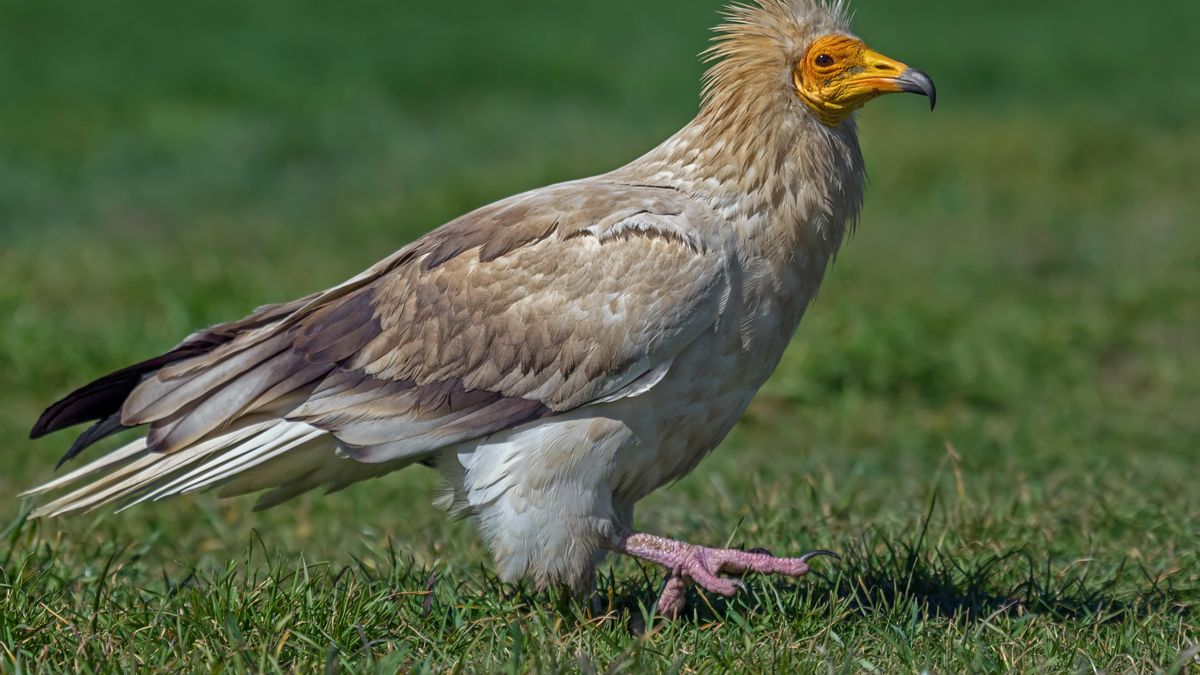 El alimoche y el milano real paran un proyecto de seis parques eólicos en Álava