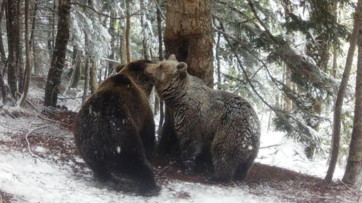 Trepador, el primer oso nacido en Aragón en cincuenta años, se independiza de su madre