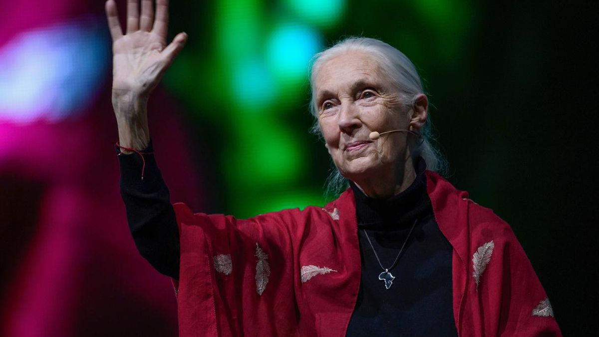 La primatóloga Jane Goodall amadrina el II Congreso de Conservación Activa que se celebrará en Cogolludo en marzo