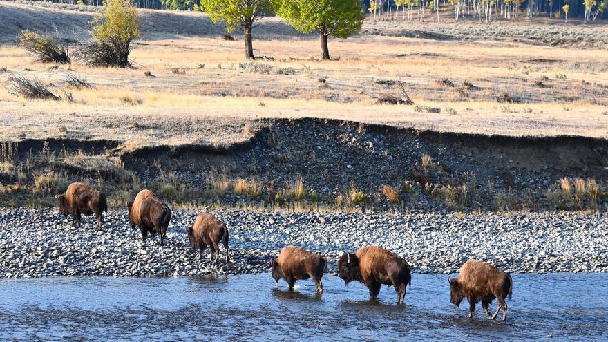 ¿Qué están haciendo las tribus indígenas para devolver el bisonte a su territorio histórico?