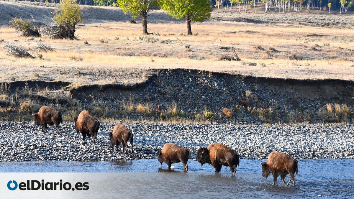 ¿Qué están haciendo las tribus indígenas para devolver el bisonte a su territorio histórico?