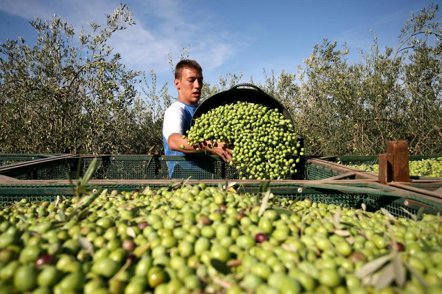 Recogida aceituna 004