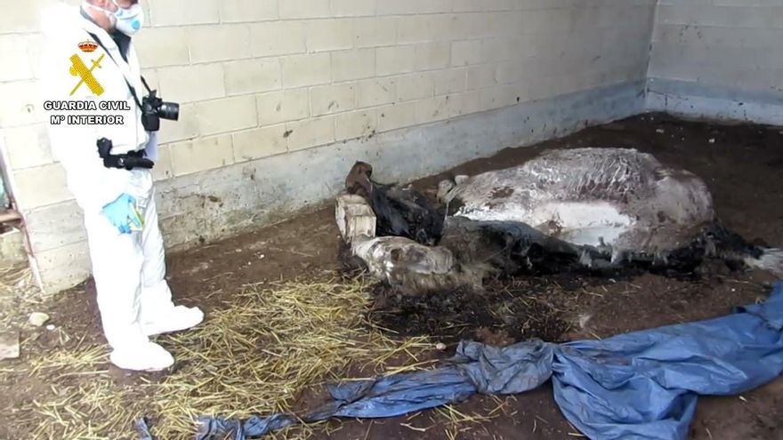 El Seprona investiga a una mujer por el abandono hasta la muerte de caballos en Nalda
