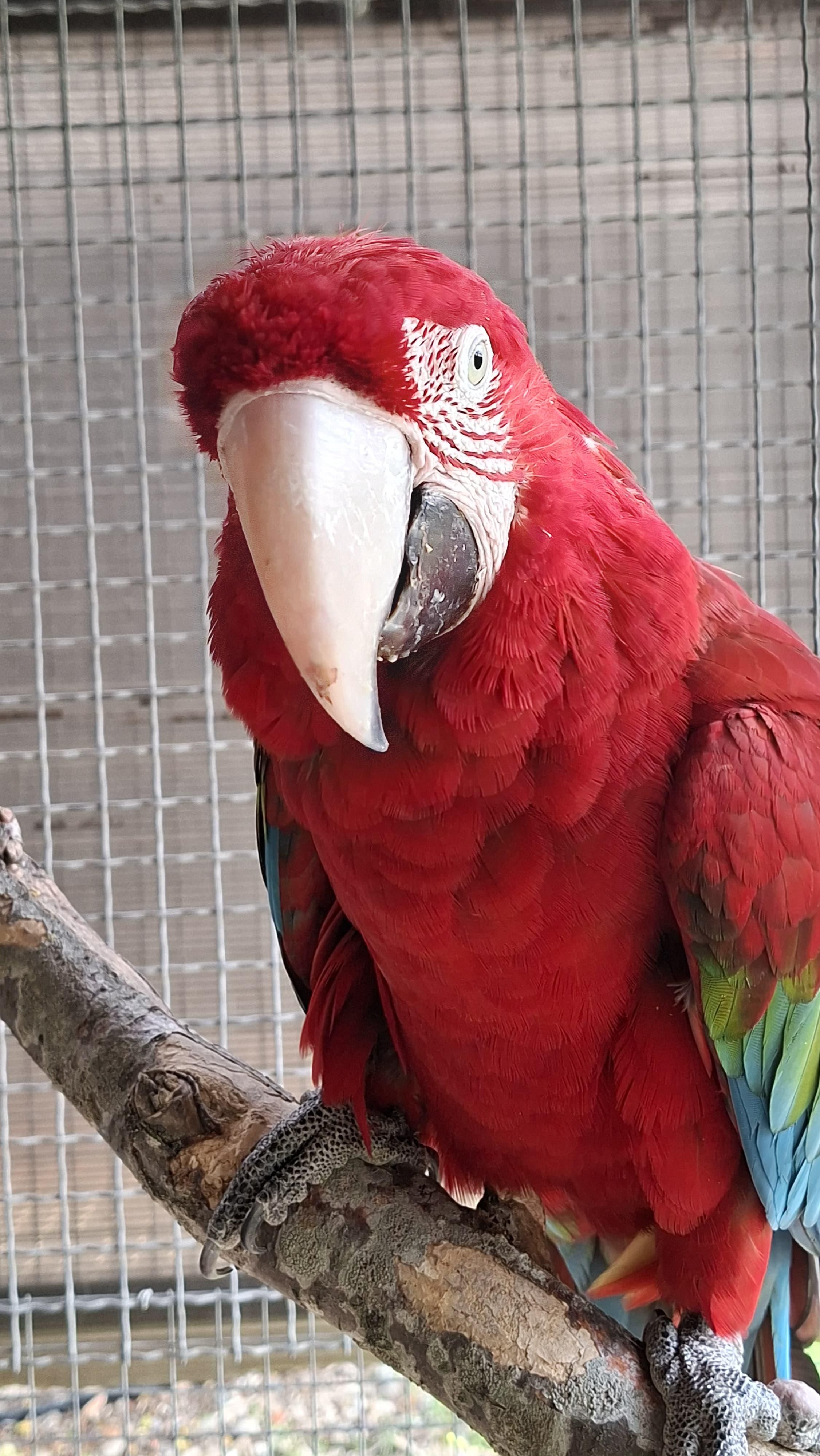 Uno de los guacamayos rojos que se recuperan en Toledo