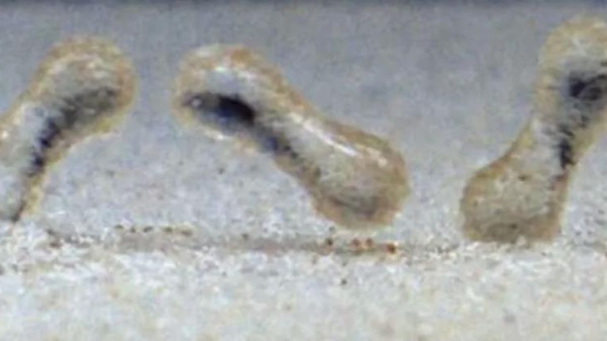 Los ensayos mostraron que la densidad del líquido determinó si los granos quedaban pegados por fuera formando dos lóbulos o penetraban hacia dentro