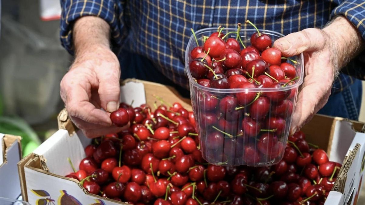 Ejemplares como estos podrán verse y degustarse este fin de semana
