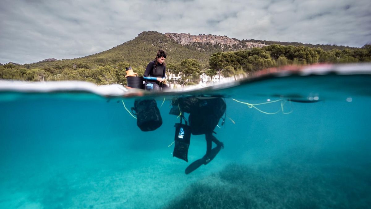 Científica coordinando la replantación de posidonia en el proyecto piloto de Formentor