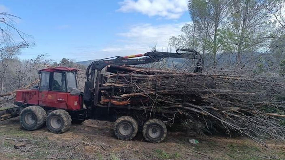 Treballs d’extracció mecanitzada de biomassa cremada per l’incendi de Montitxelvo provocat per una línia elèctrica en mal estat, de 2023 promoguda per la Diputació de València. Gener de 2025. Novament, arribàrem tard. Font: Dalmau–Rovira, F.