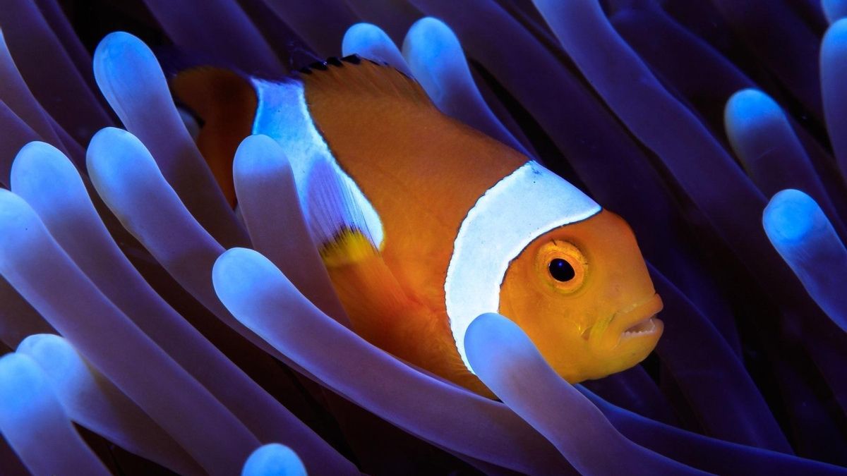 Durante episodios de calor extremo, este pez reduce su tamaño para adaptarse al estrés térmico 