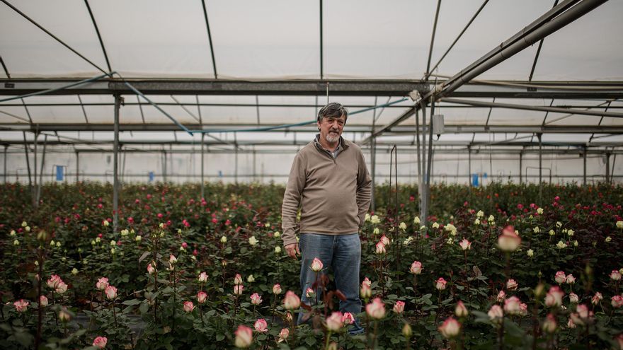 Sant Jordi se queda sin rosas catalanas: "No sembraremos más, no sale a cuenta"