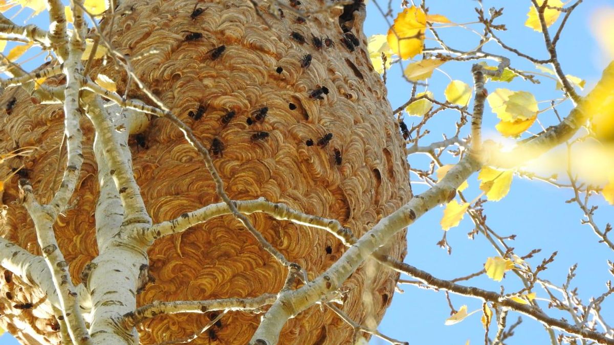 Localizados en Alcañiz (Teruel) nueve nidos de avispa asiática, una amenaza para la actividad apícola