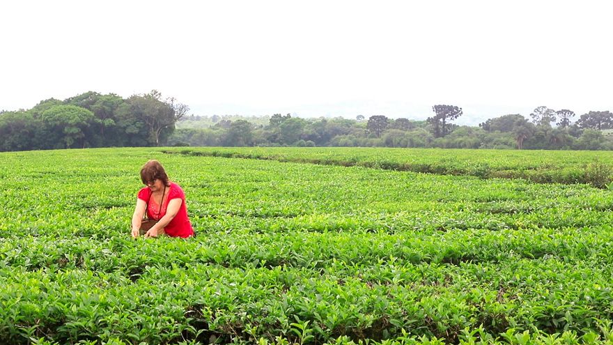 El cultivo de té, una alternativa que genera empleo verde para mujeres rurales en Argentina