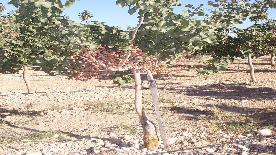El pistacho en Castilla-La Mancha alcanza “cifras históricas”, 11.000 toneladas en 2025, y supera en un 30% las previsiones
