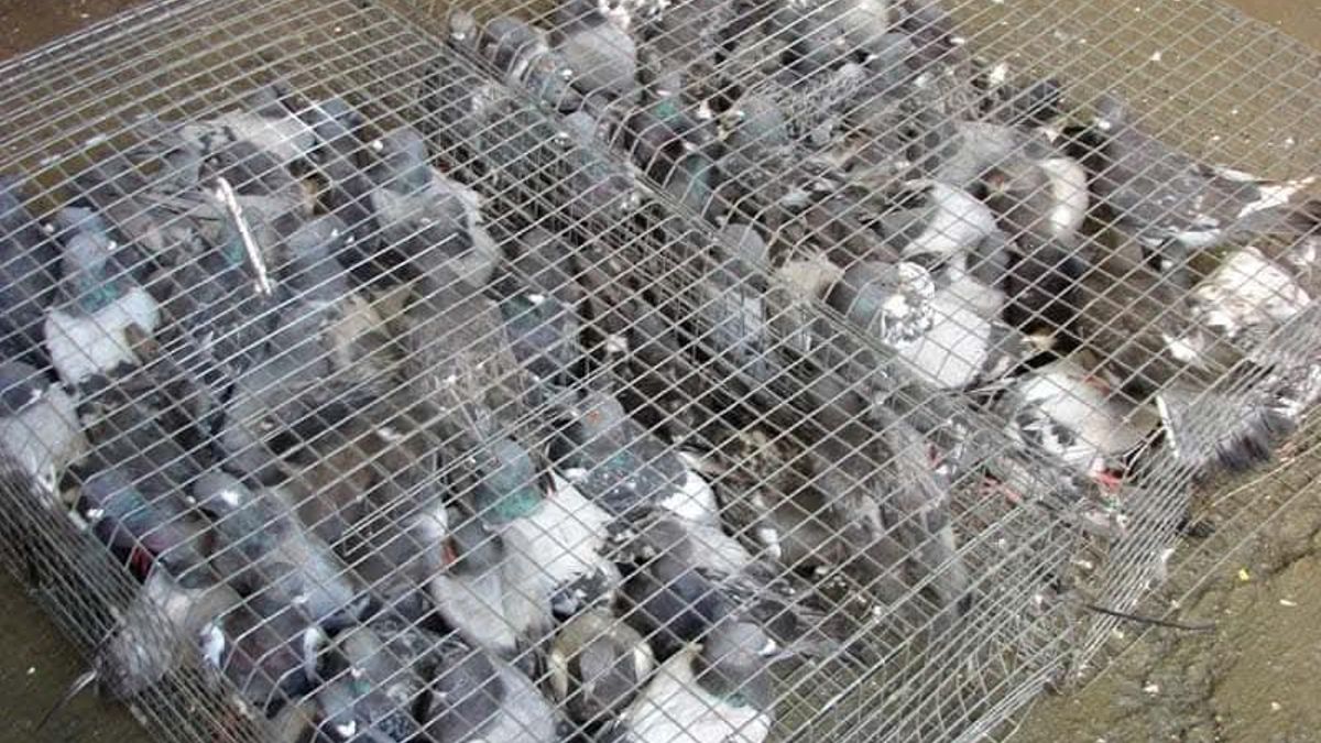 Protestas por un campeonato de tiro al pichón en las fiestas de Miguelturra: “No es deporte, sino matar por matar”