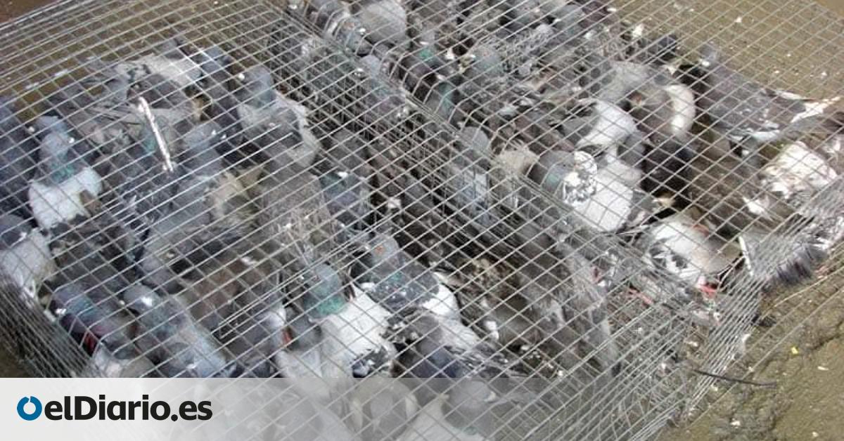 Protestas por un campeonato de tiro al pichón en las fiestas de Miguelturra: “No es deporte, sino matar por matar”