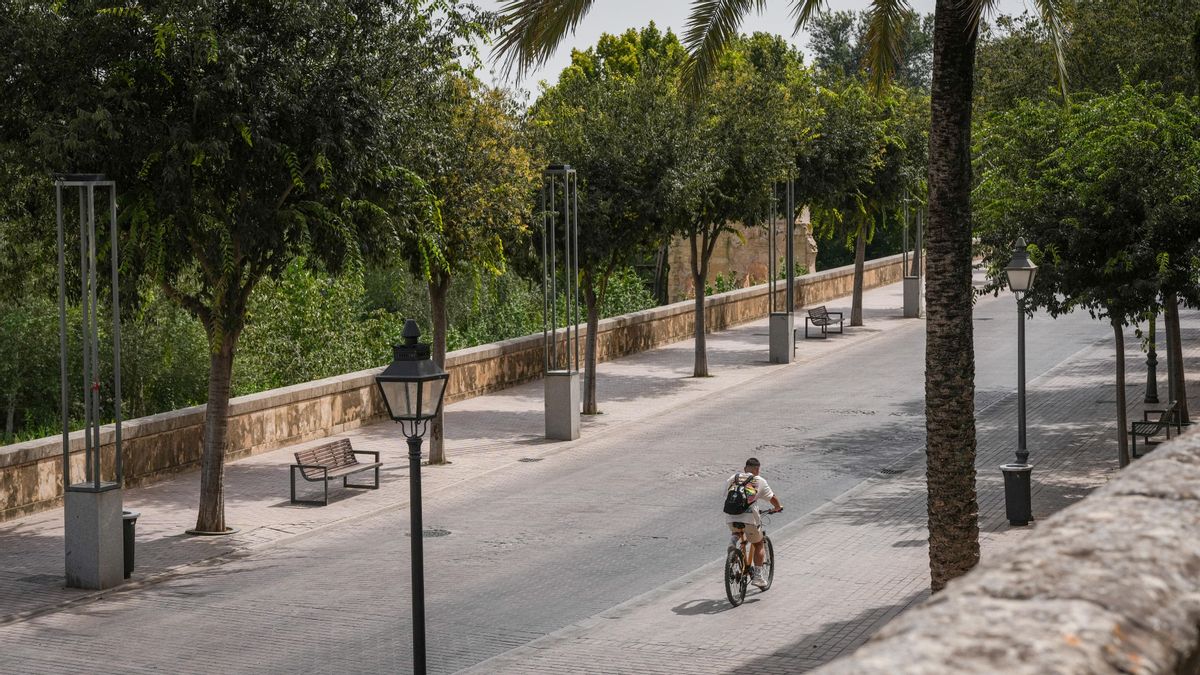 De infierno a paraíso: Córdoba se suma a una convocatoria para realizar un mapeo del arbolado urbano