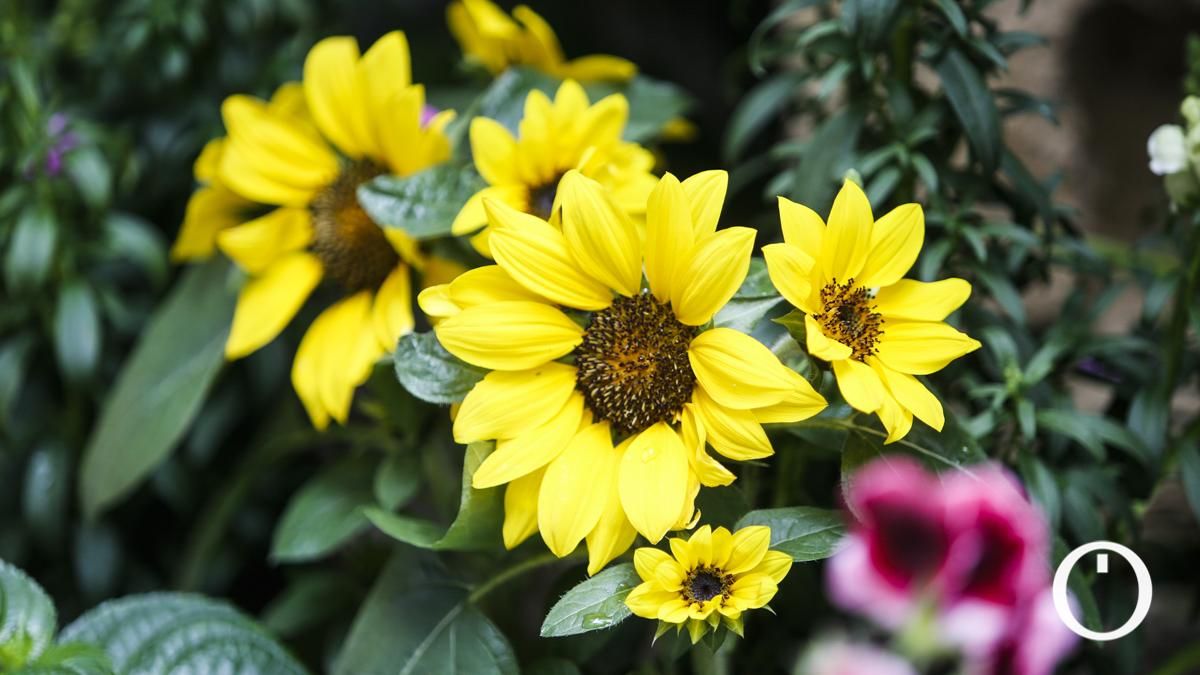 Patio en la C/ La Palma, 3