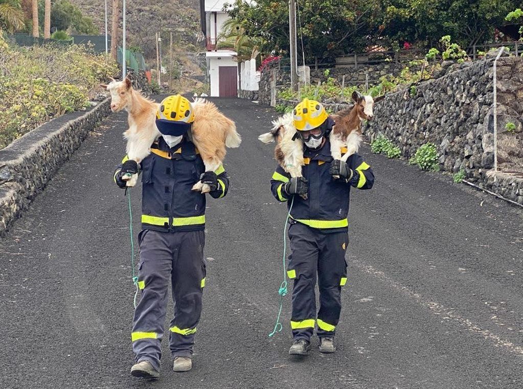 Bomberos de Gran Canaria, rescatando a dos cabras del avance de la lava en La Palma