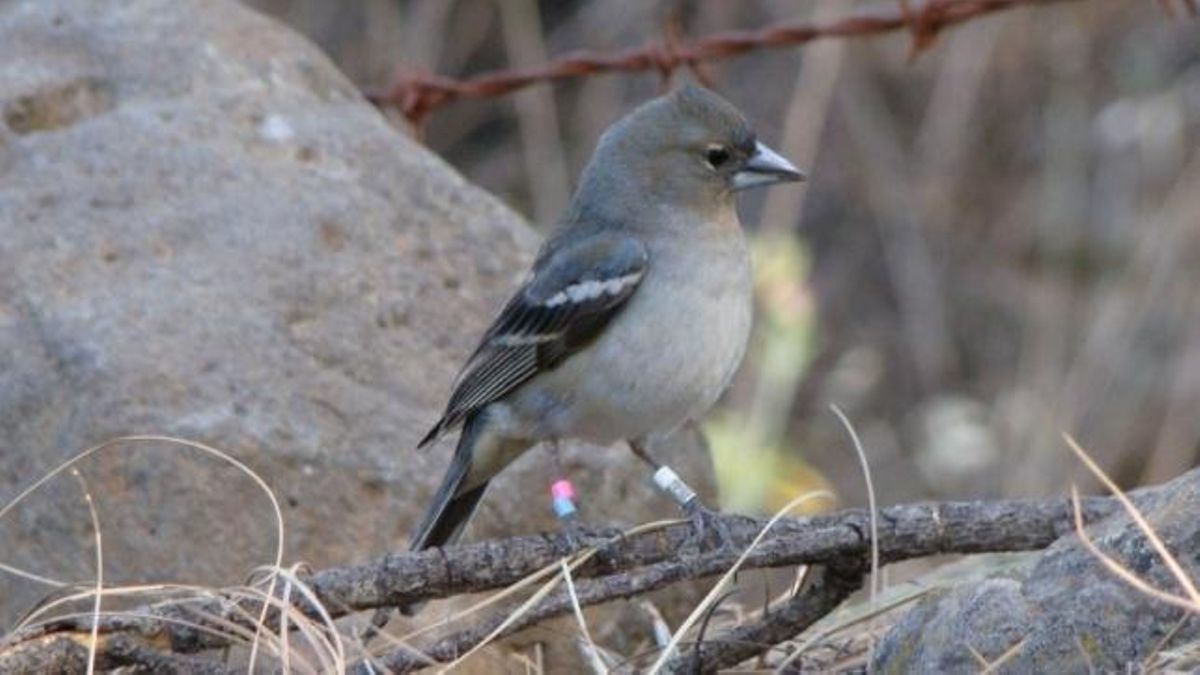 En Canarias podrían desaparecer 130 especies: “Si un endemismo se pierde en este archipiélago, se pierde en el mundo”