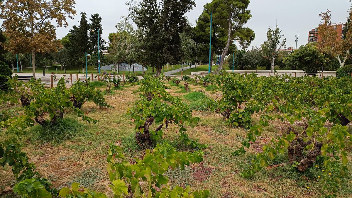 Las cepas del Jardín de la Garnacha