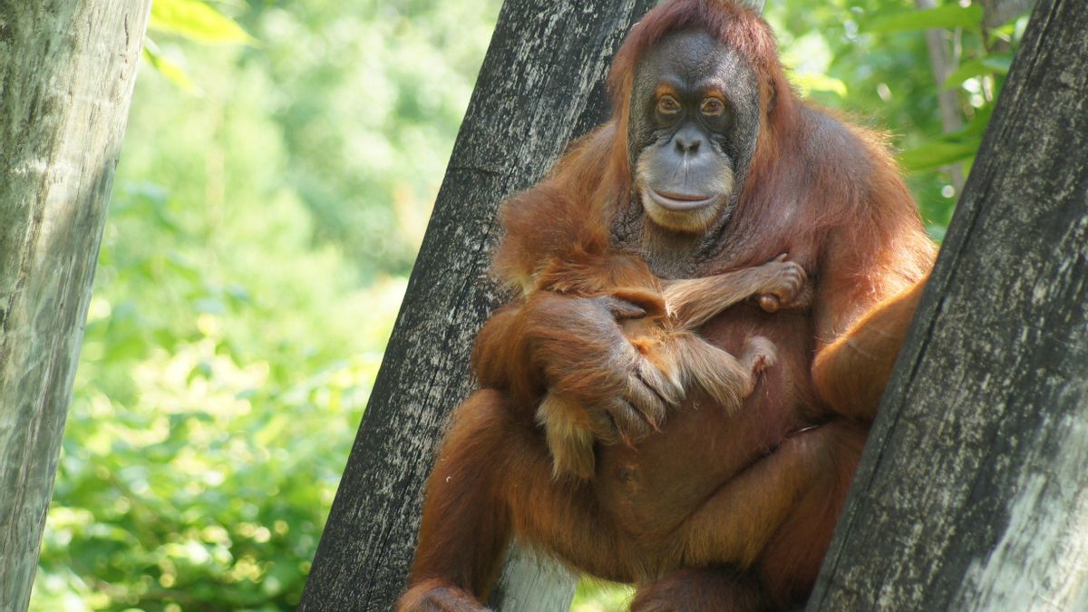 El rey de la lactancia no es una ballena ni un elefante: es el orangután y su ventaja es real