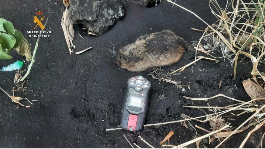 Un medidor de gases junto a un  animal muerto.