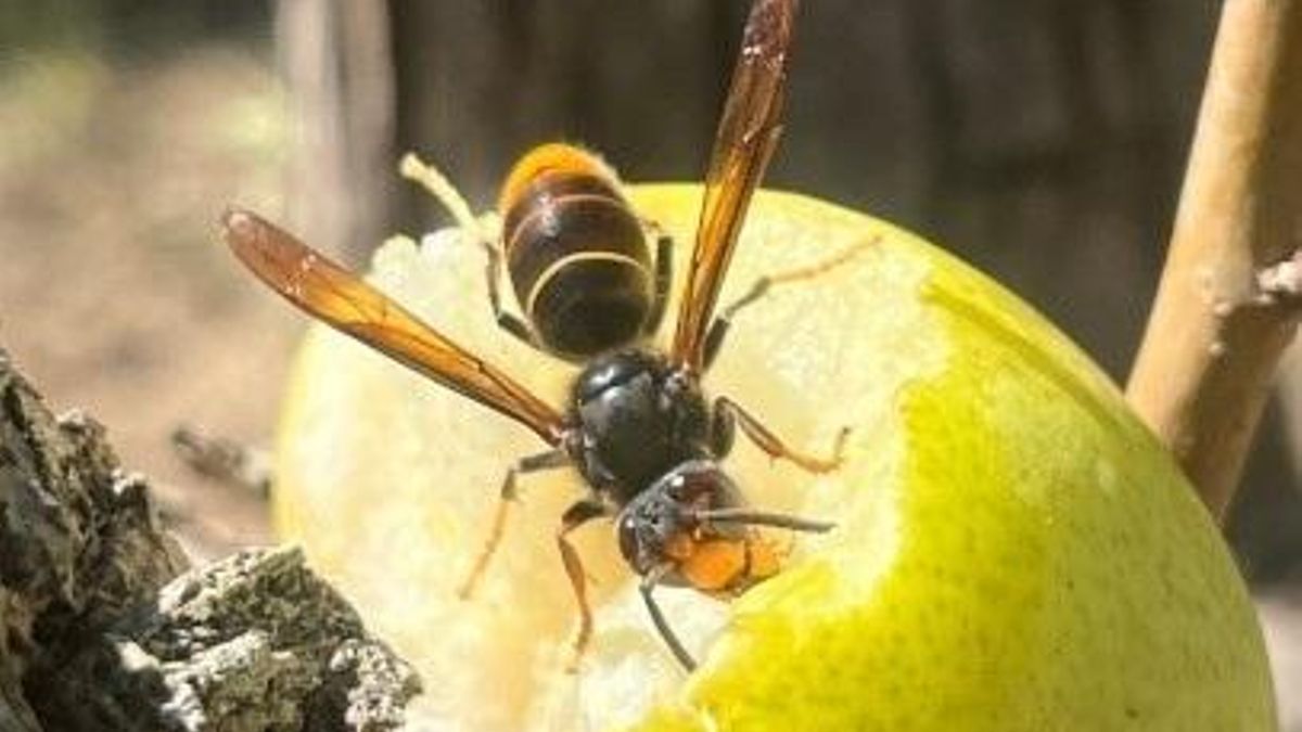 Avispa asiática en Mallorca.