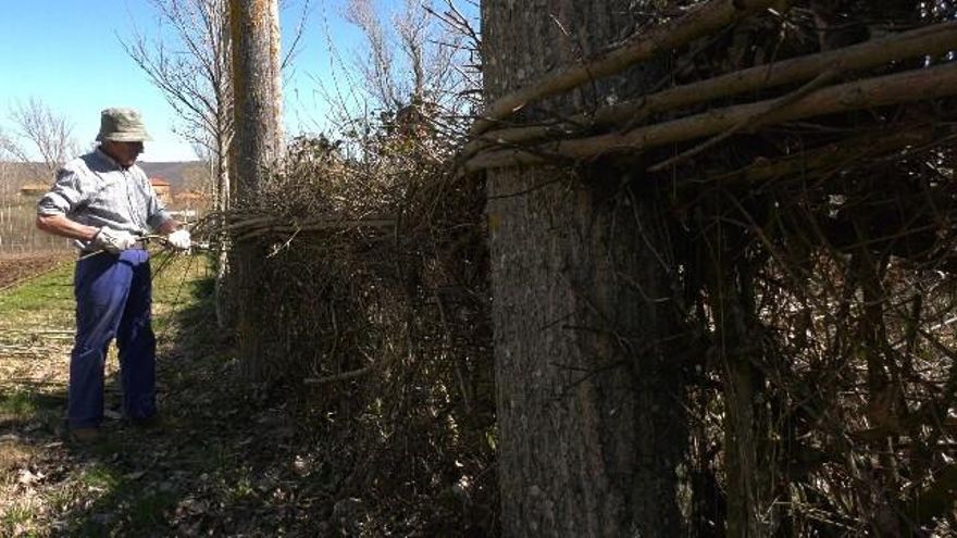 Arsenio Álvarez con un ejemplo de sebe en el valle del Bernesga.