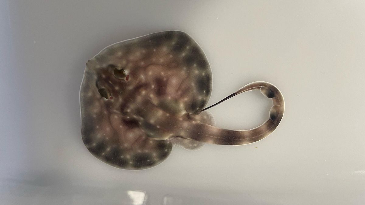 Cría de raya ondulada nacida en el Museo Marítimo del Cantábrico