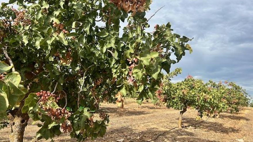 La Junta respalda a los regantes de La Gineta y Montalvos en su reclamación de las dotaciones de agua necesaria del Júcar