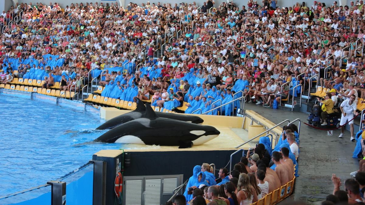 Imagen de archivo de dos orcas durante un espectáculo en Loro Parque