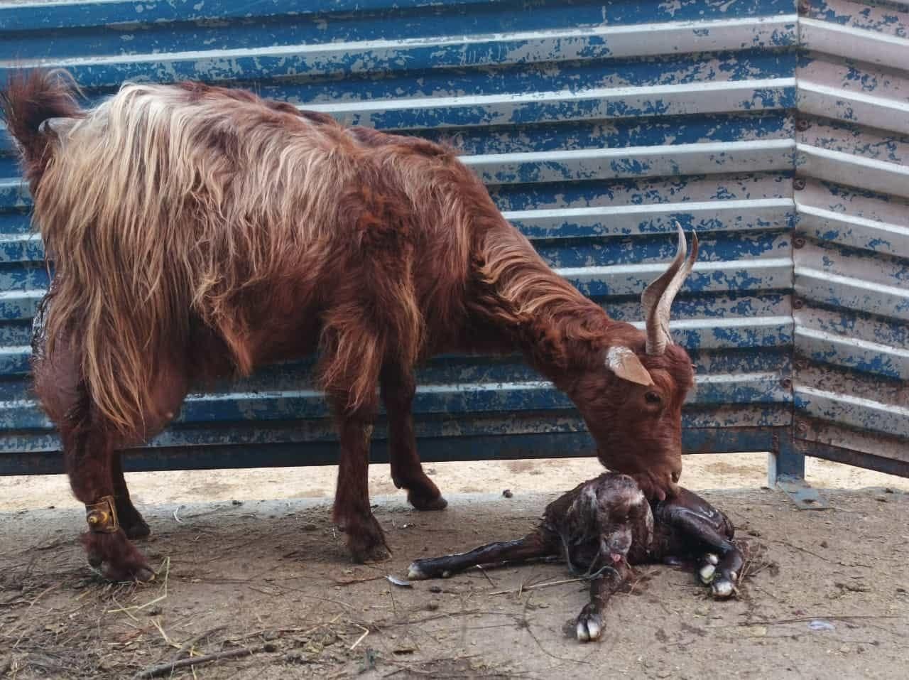 La cabra 'Termpranera' limpia a su cría tras el parto. GRANJA LOS TUMBITOS