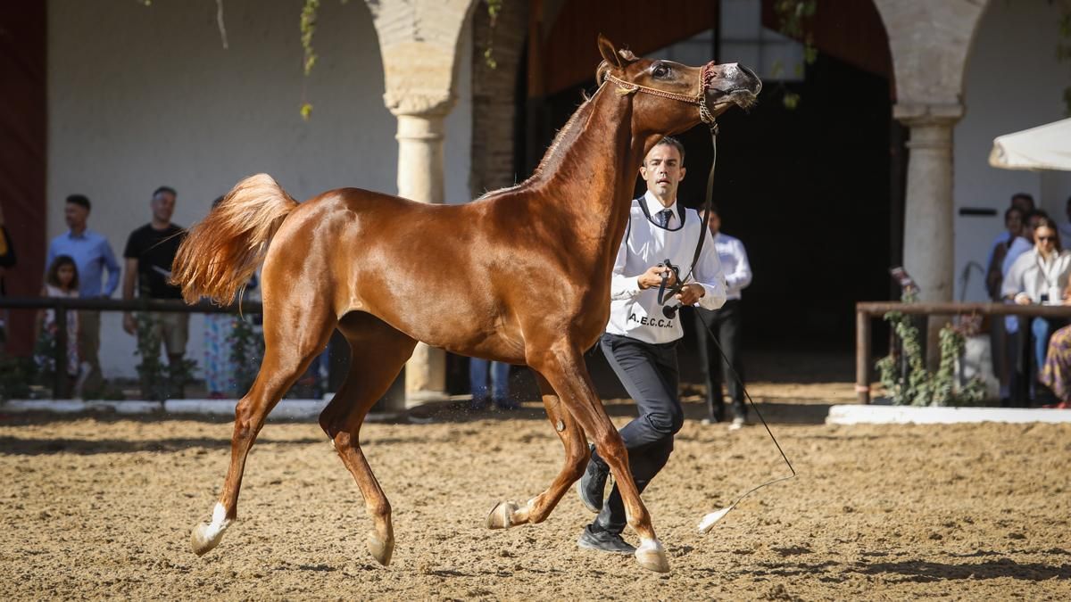 Campeonato Nacional de Caballos Árabes