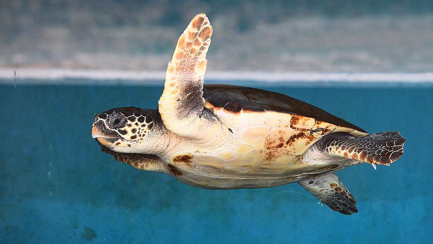 El 90% de tortugas en centros de recuperación han ingerido plásticos: "Son un indicador del estado de los mares"