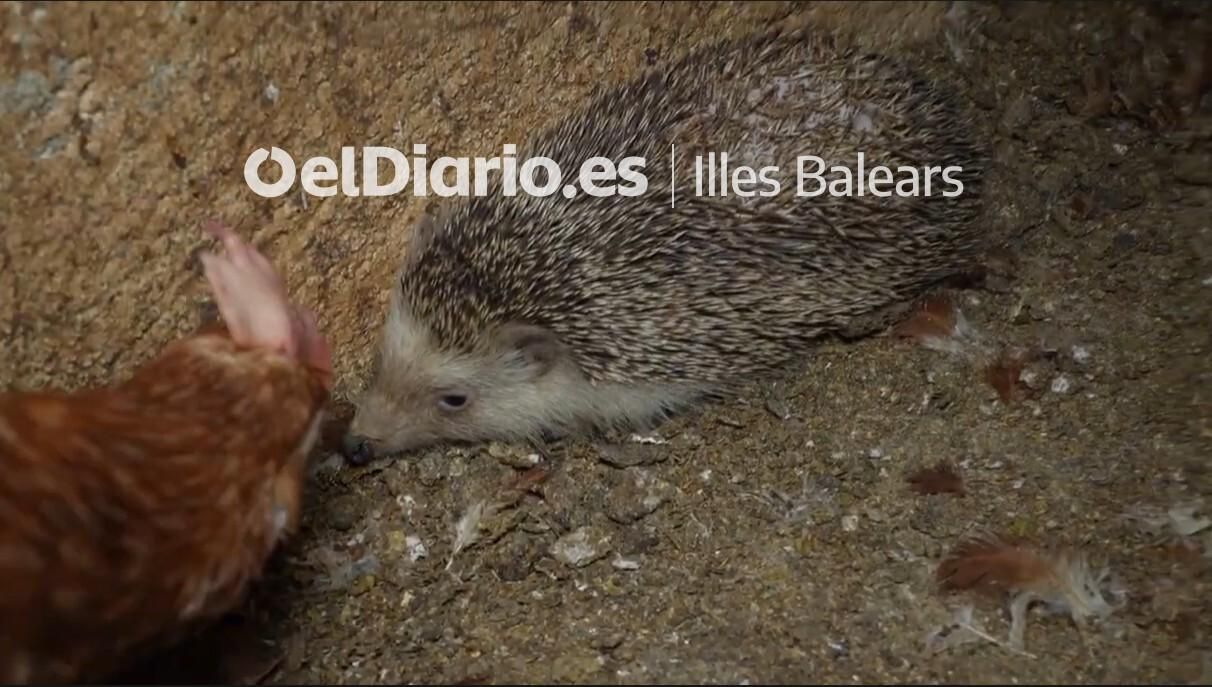 Un eriçó al costat d'una gallina. Fotografia de finals d'abril difosa per les associacions animalistes.