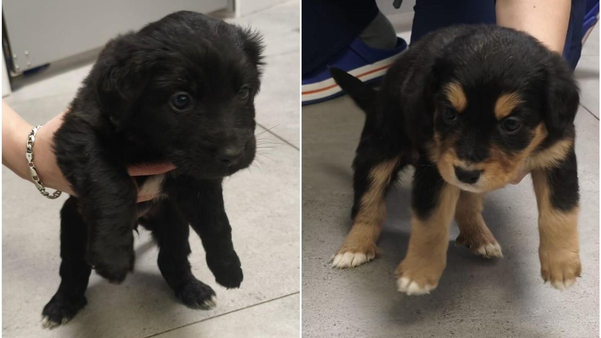 Abandonan ocho cachorros recién nacidos en Ponferrada y el Ayuntamiento pide ayuda para encontrarles hogar