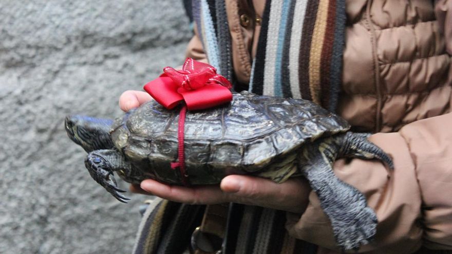 San Antón 2023: horarios de la bendición de animales, vueltas y venta de panecillos