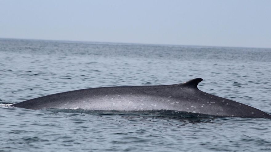 Ballenas en la costa gallega: una presencia habitual, más evidente este año, de la que los expertos piden no hacer una atracción