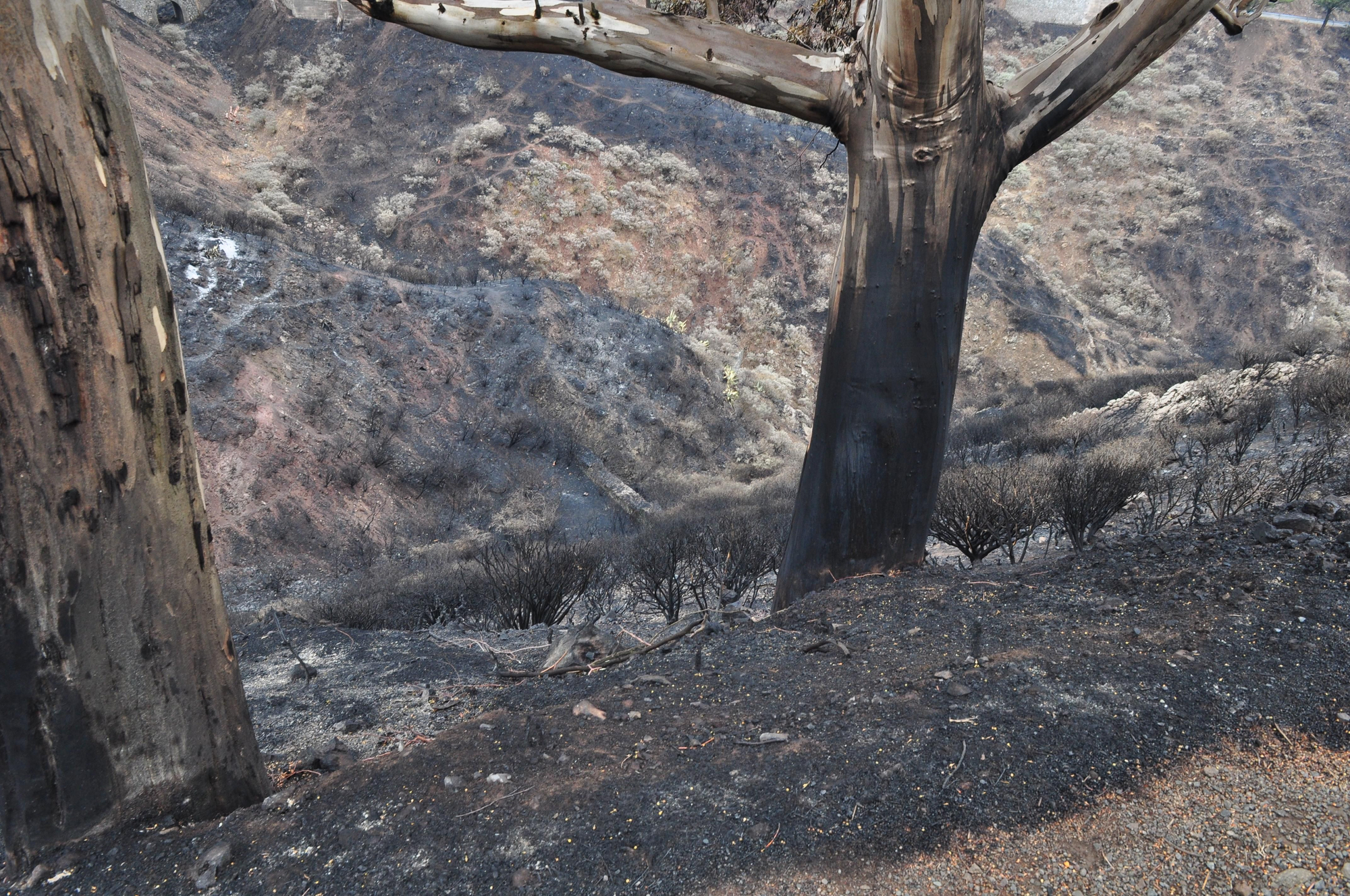 Efectos del incendio en la Cruz de Tejeda. (ÁNGEL SARMIENTO)