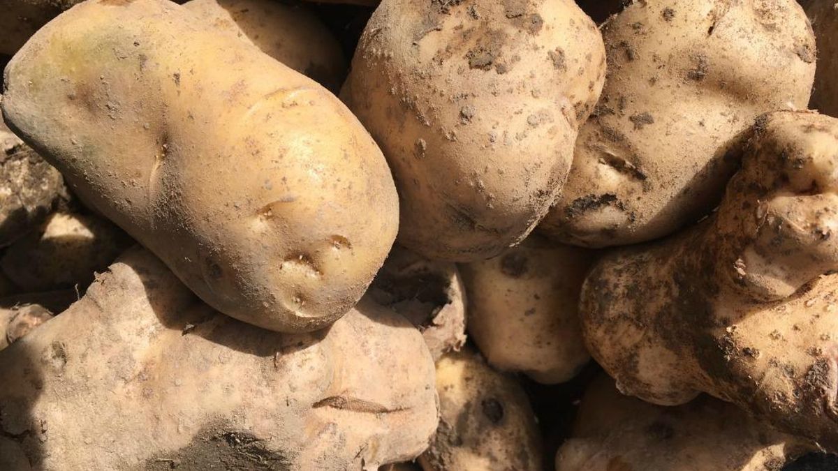 La patata y los productos de la tierra protagonizan un fin de semana de feria en Riego de la Vega