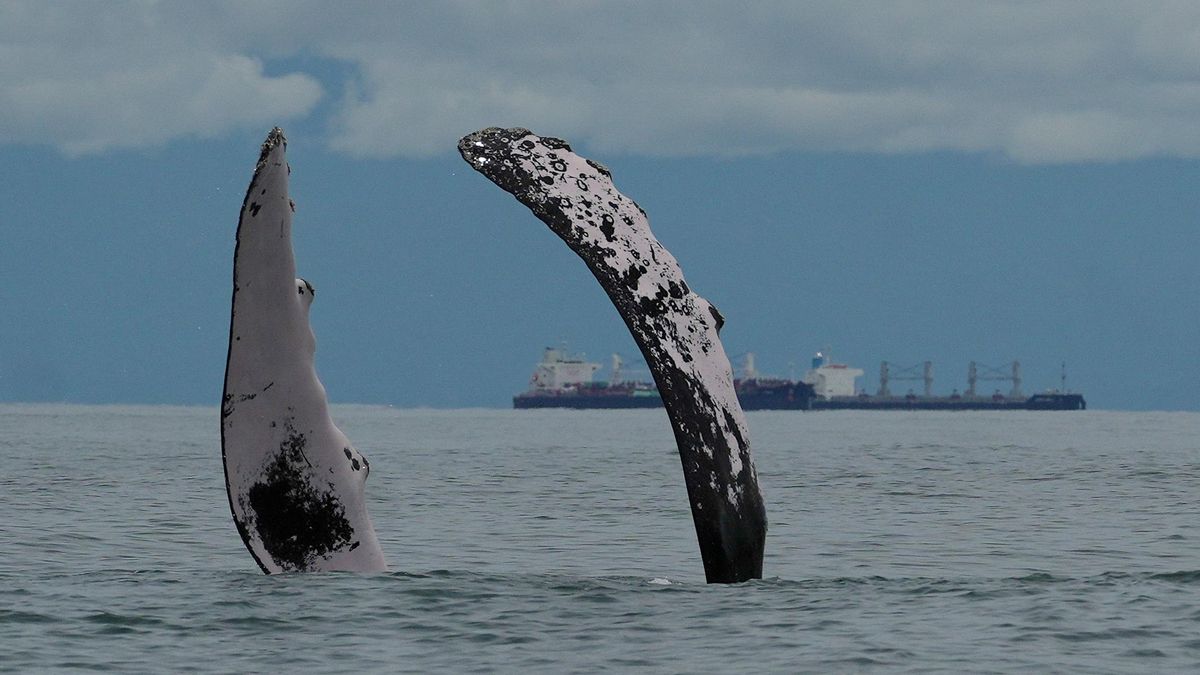 Una ballena jorobada sacando sus aletas